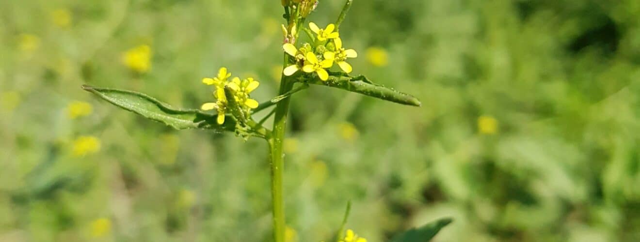 Rauke - Weg-Rauke (Sisymbrium officinale)