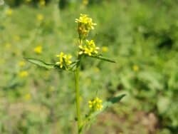 Rauke - Weg-Rauke (Sisymbrium officinale)