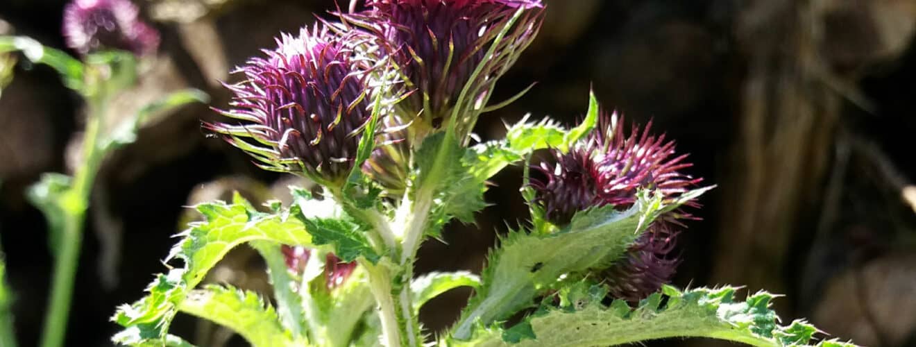 Ringdistel - Krause (Carduus crispus)