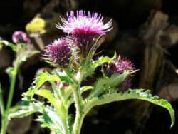 Ringdistel - Krause (Carduus crispus)