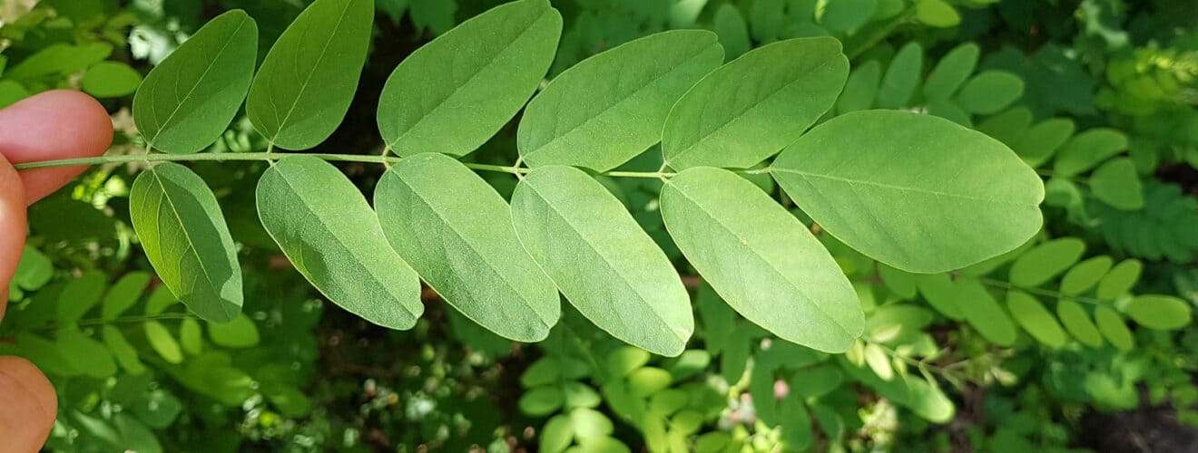 Robinie - Gewöhnliche (Robinia pseudoacacia)