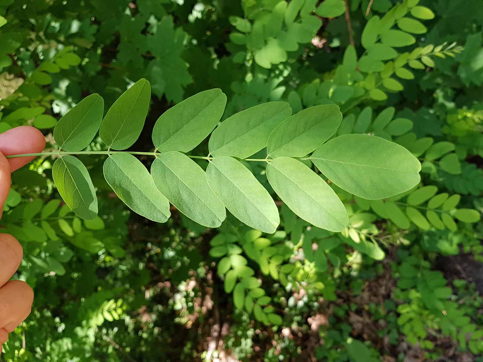Robinie - Gewöhnliche (Robinia pseudoacacia)