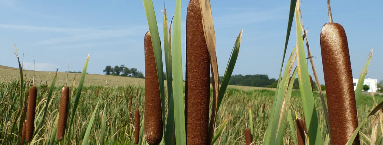 Rohrkolben - Breitblättriger (Typha latifolia)