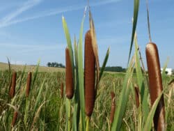 Rohrkolben - Breitblättriger (Typha latifolia)