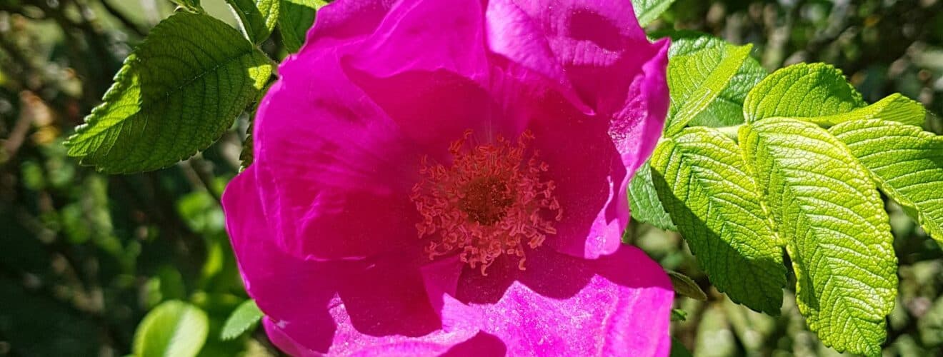 Rose - Kartoffel-Rose (Rosa rugosa)