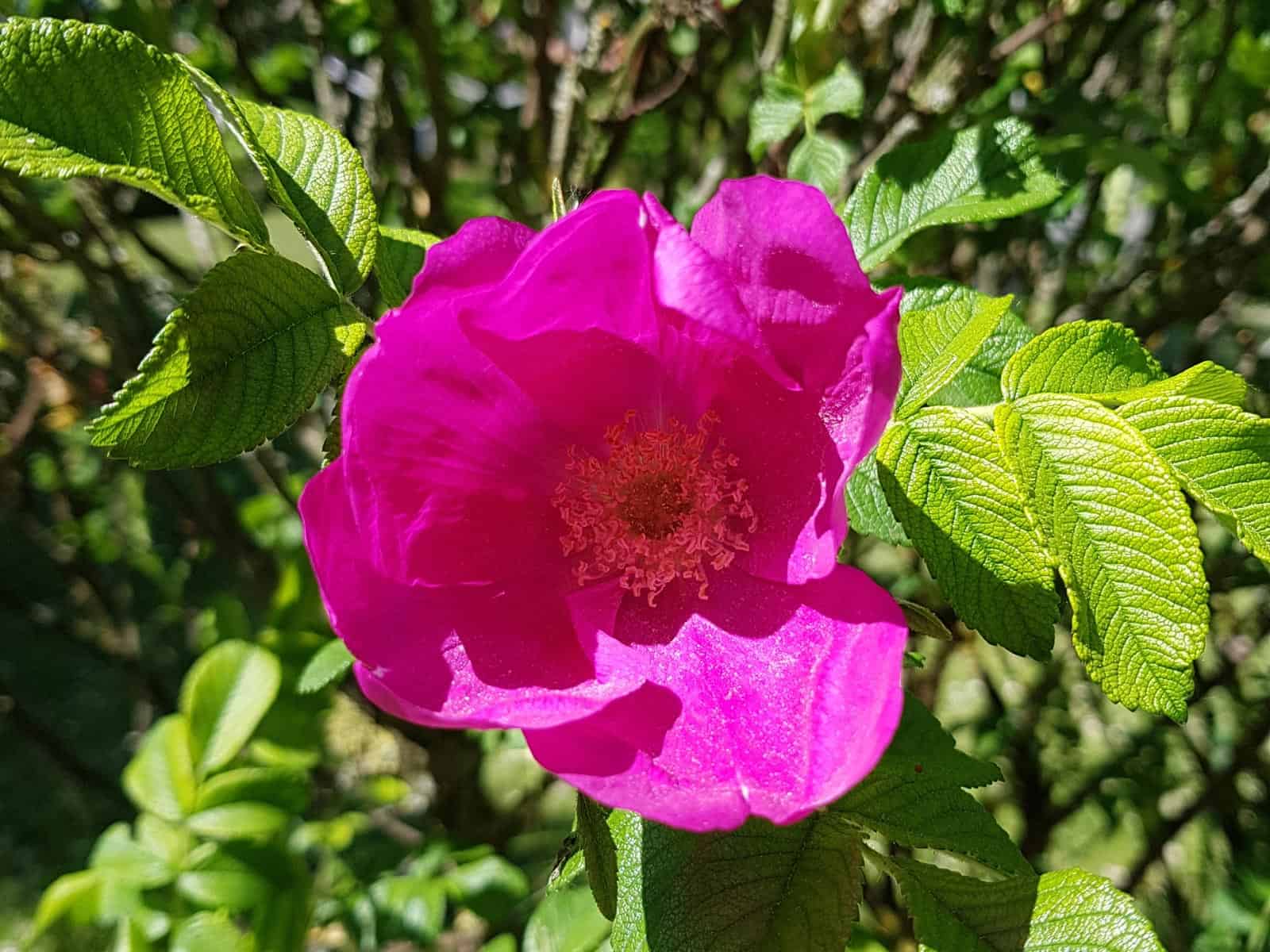 Rose - Kartoffel-Rose (Rosa rugosa)
