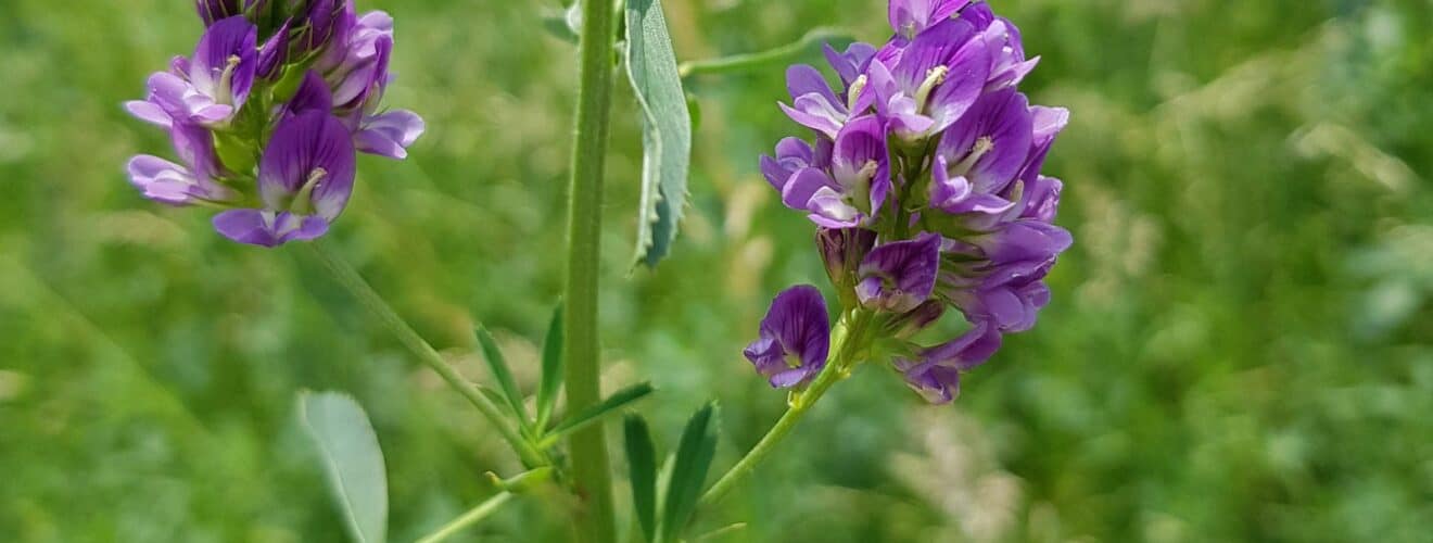 Saat-Luzerne / Alfalfa (Medicago sativa)