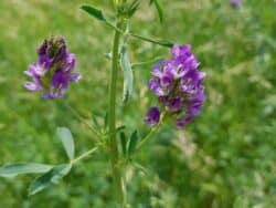 Saat-Luzerne / Alfalfa (Medicago sativa)