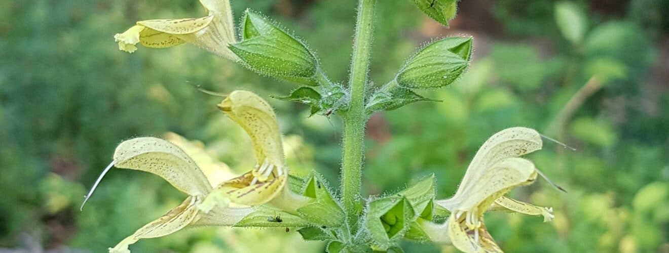 Salbei - Klebriger (Salvia glutinosa)