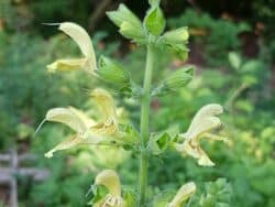 Salbei - Klebriger (Salvia glutinosa)