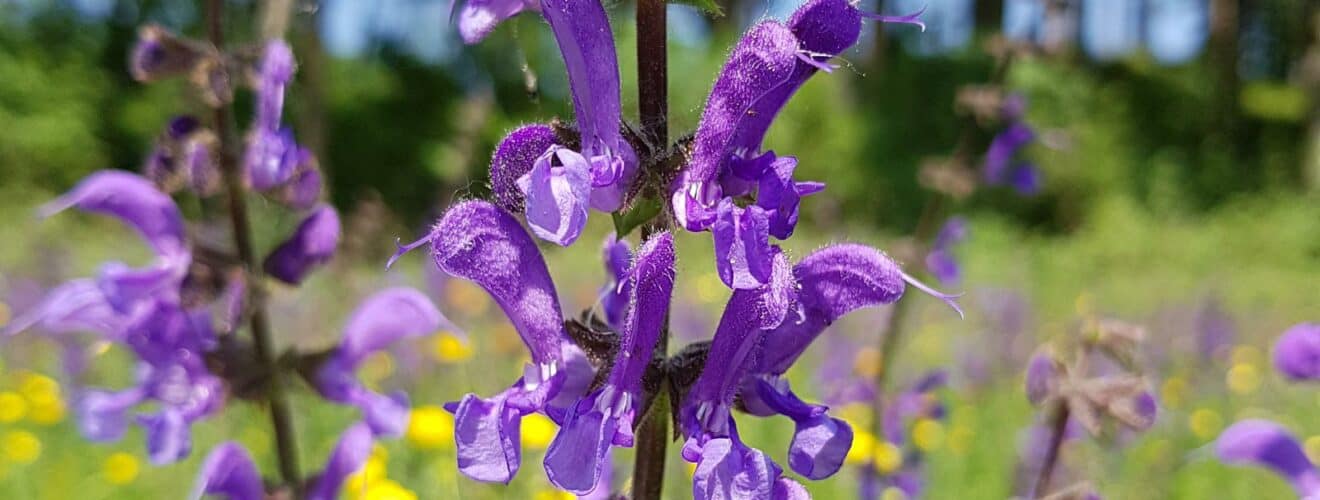 Salbei - Wiesensalbei (Salvia pratensis)