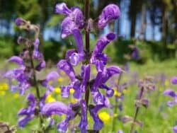 Salbei - Wiesensalbei (Salvia pratensis)