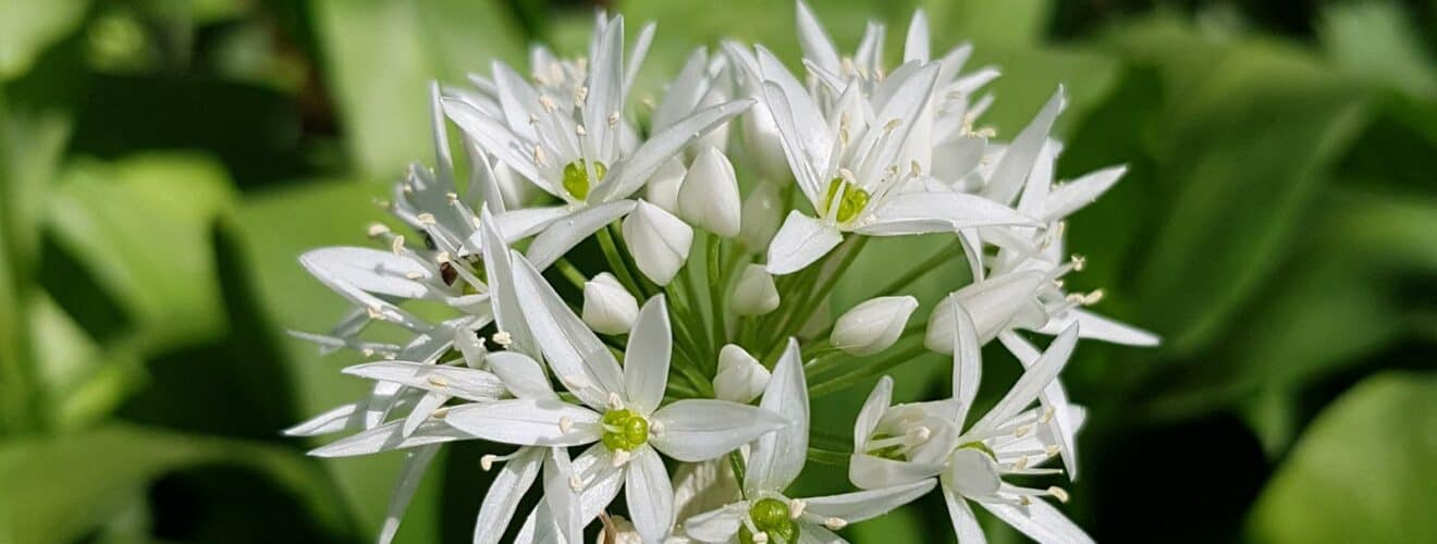 Wildpflanzen/Wildkräuter die im Frühling wachsen