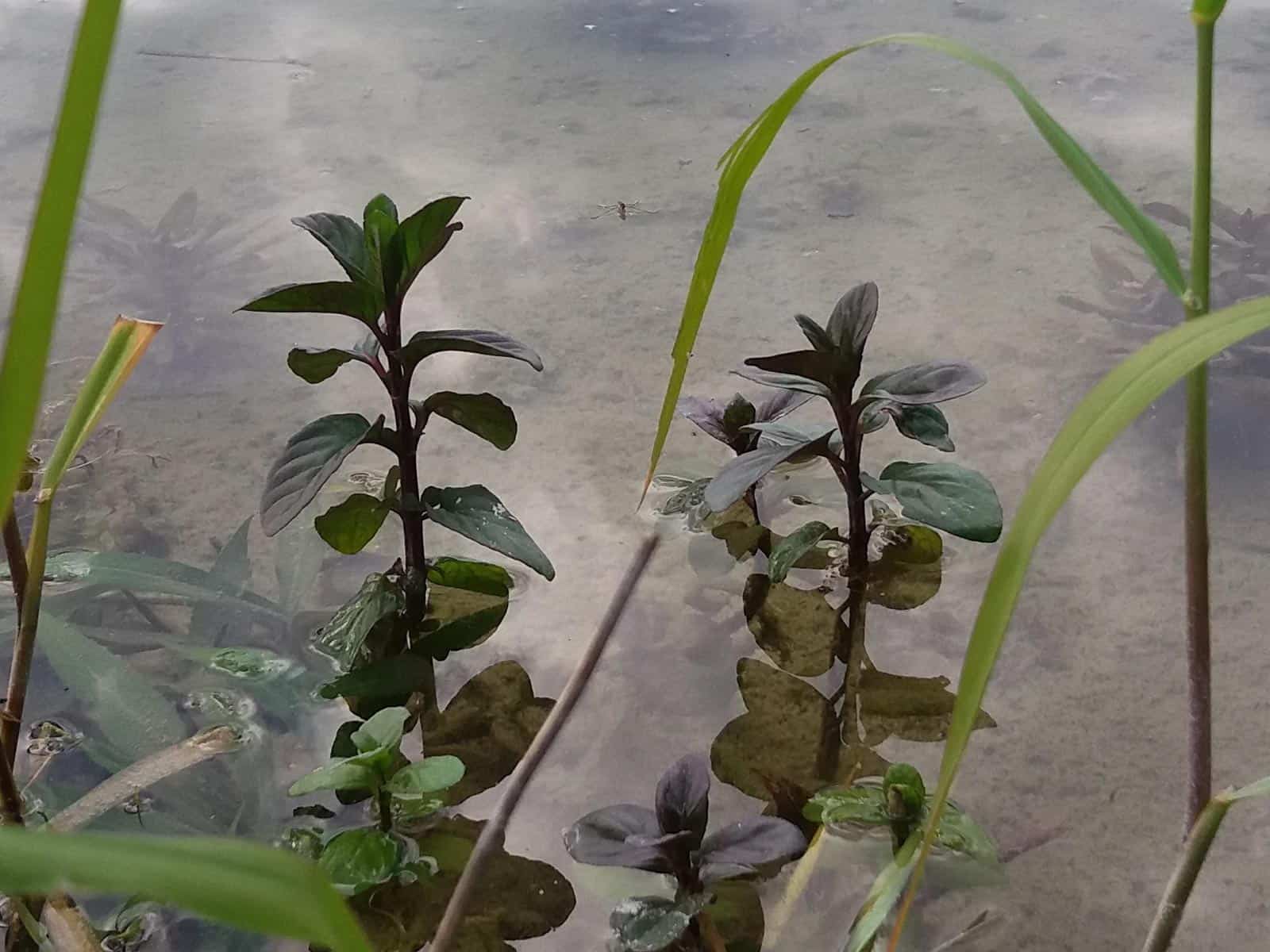 Lebensraum Wasser/Gewässer - Wildkräuter & Wildpflanzen bestimmen