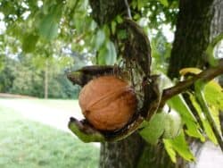 Sättigende/Nahrhafte Wildfrüchte und Pflanzenteile