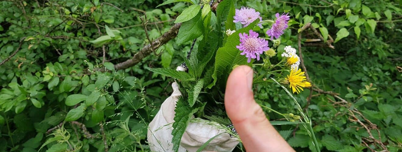 Sammeltipps für Wildkräuter & Wildfrüchte