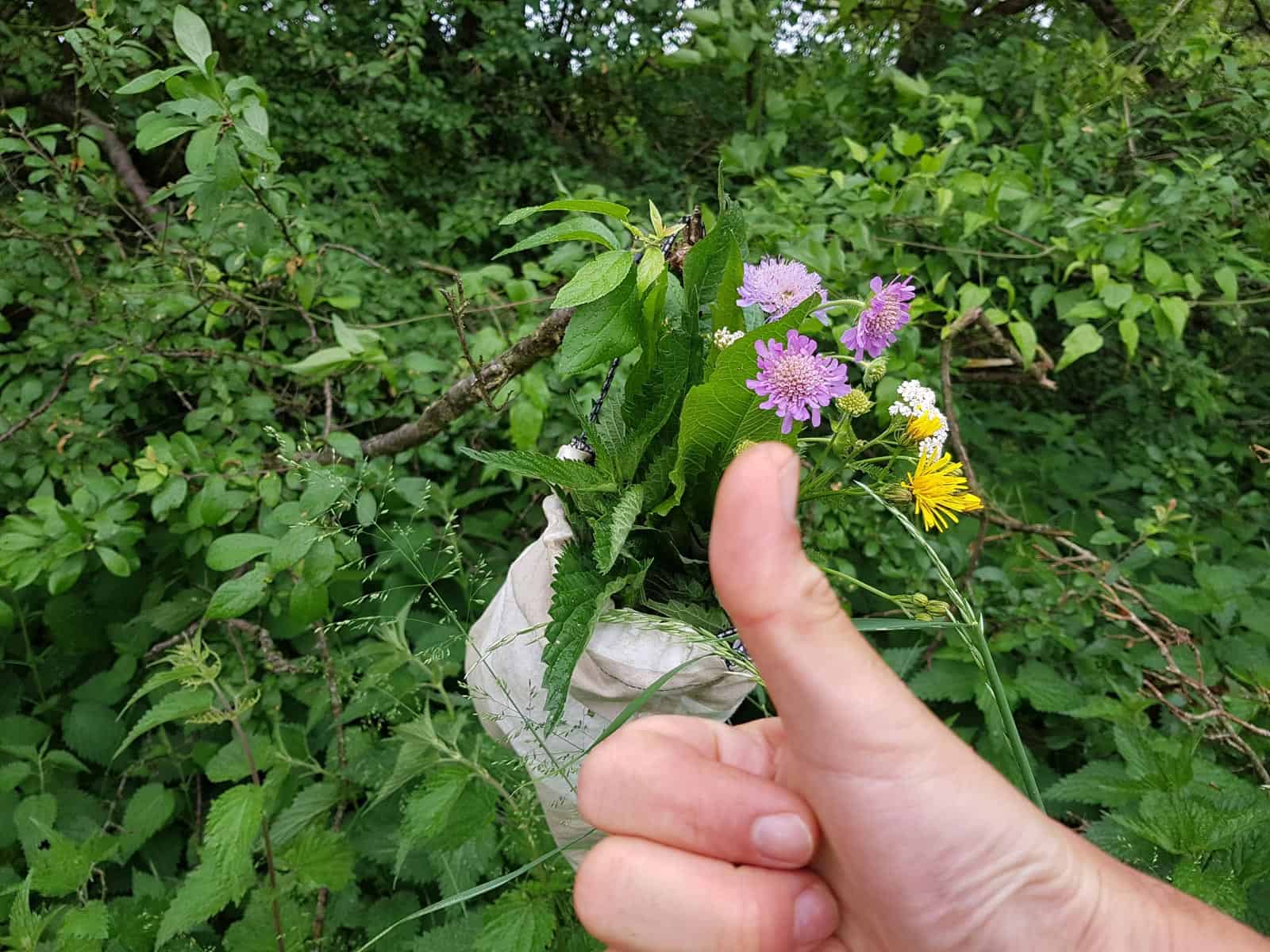 Sammeltipps für Wildkräuter & Wildfrüchte
