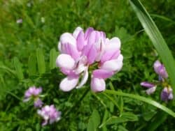 Wilderkäuter/Wildpflanzen die im Sommer wachsen