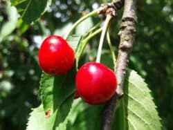 Süße Früchte von heimischen Bäume und Sträuchern