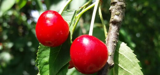 Süße Früchte von heimischen Bäume und Sträuchern