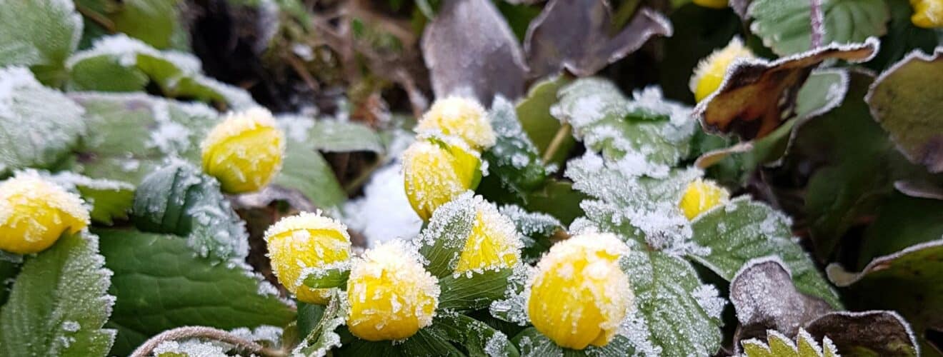 Wilderkäuter die auch im Winter wachsen