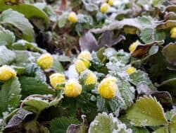 Wilderkäuter die auch im Winter wachsen