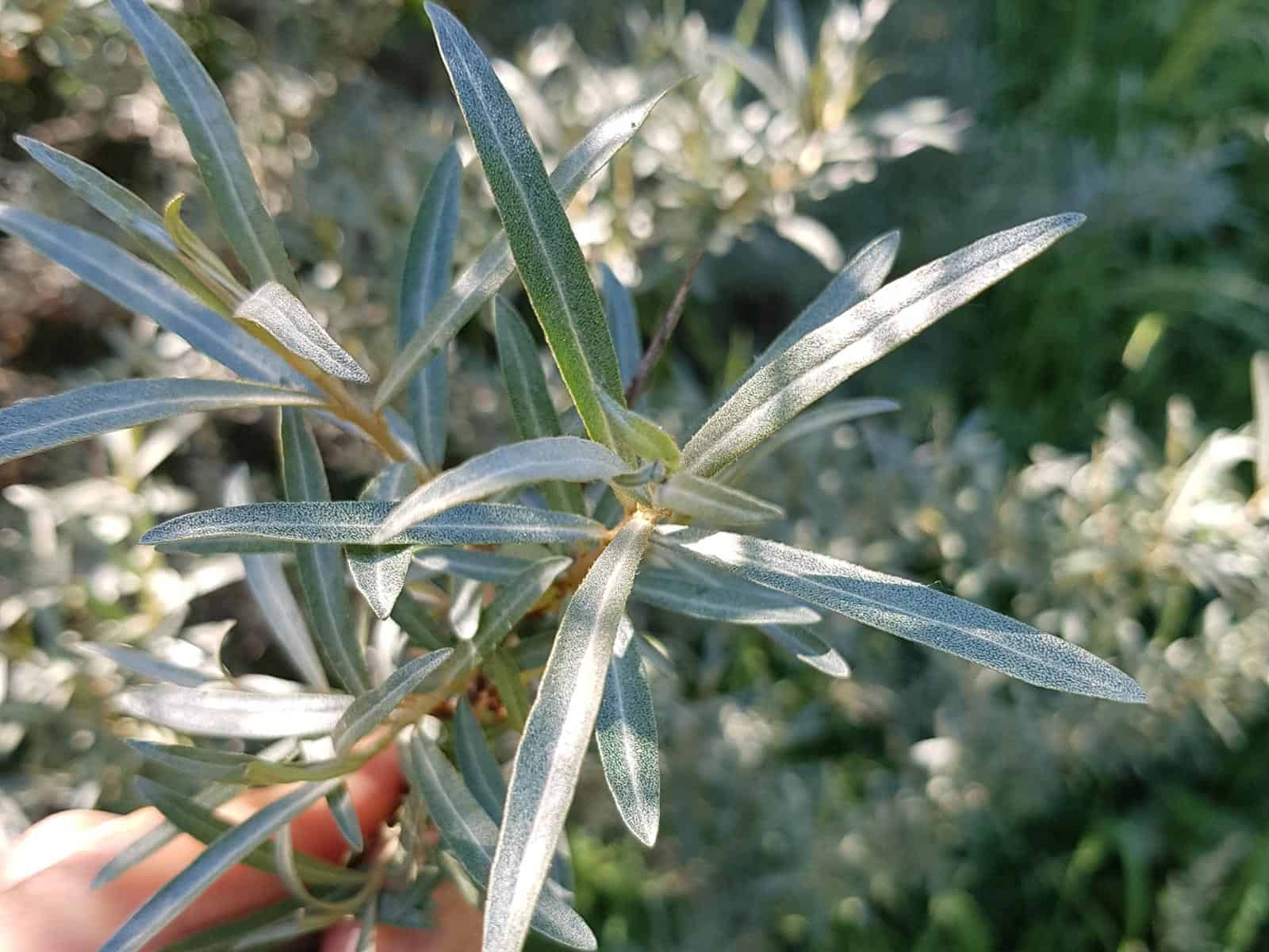 Sanddorn (Hippophae rhamnoides)