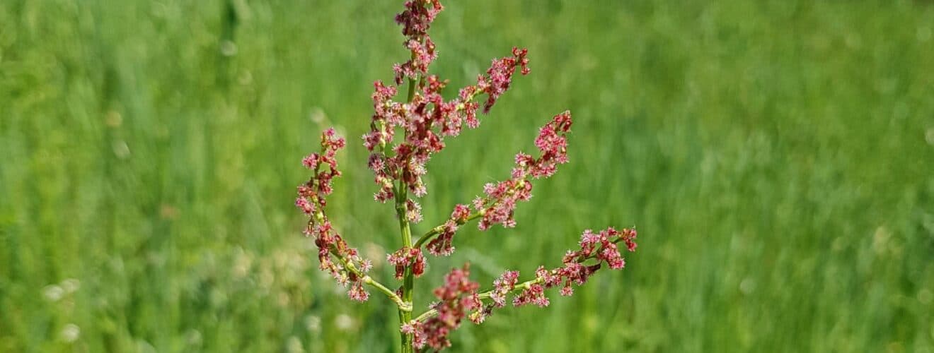 Ampfer - Wiesen-Sauerampfer (Rumex acetosa)