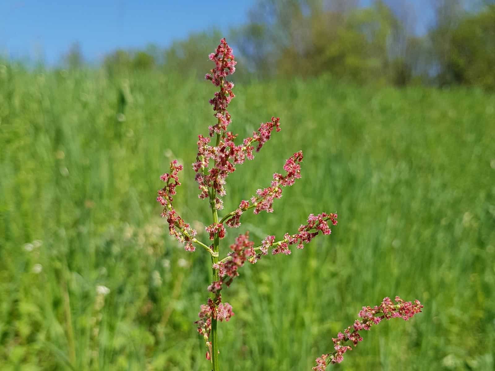 Ampfer - Wiesen-Sauerampfer (Rumex acetosa)