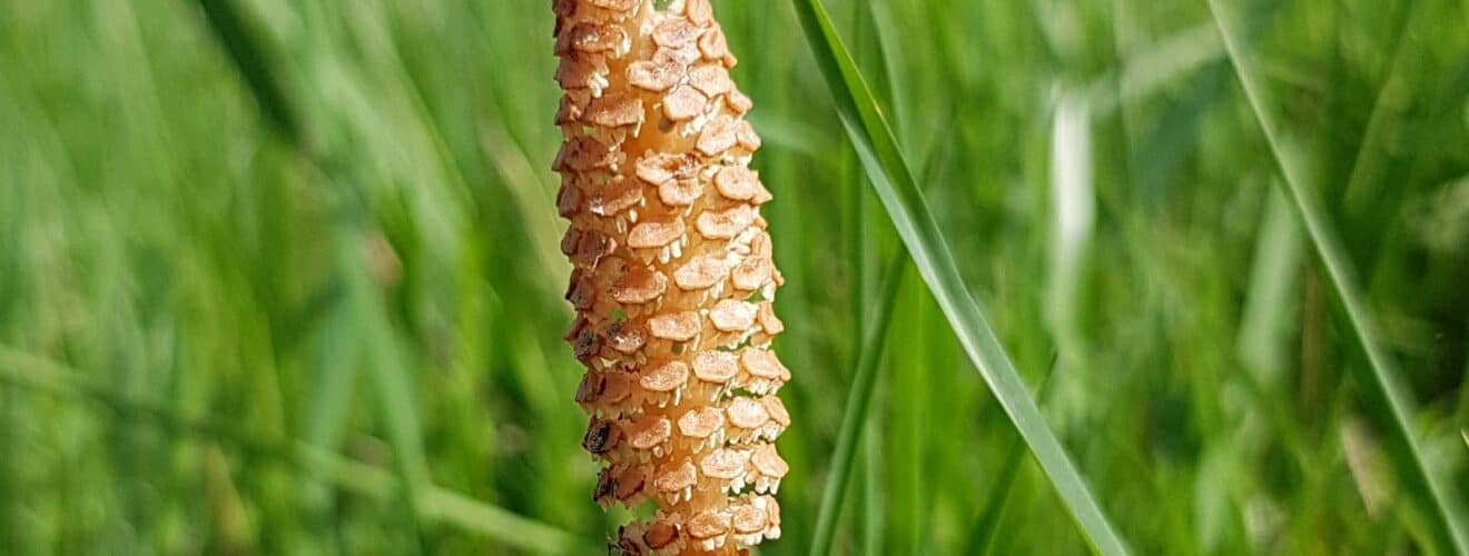 Schachtelhalm - Acker (Equisetum arvense)