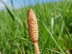 Schachtelhalm - Acker (Equisetum arvense)