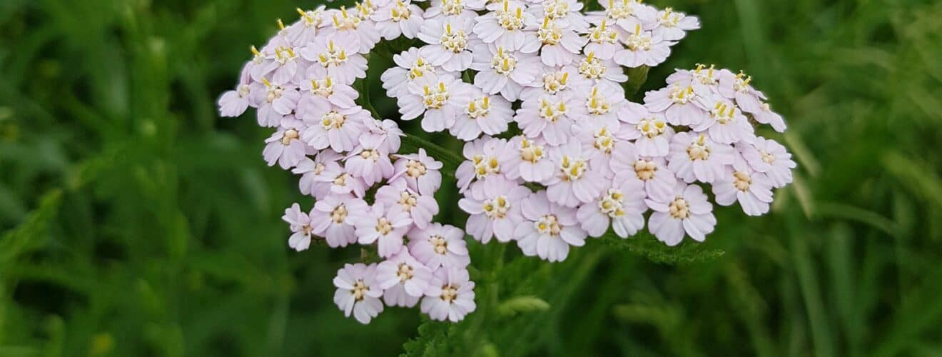 Schafgarbe - Gemeine (Achillea millefolium)