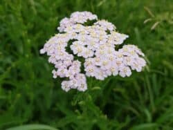 Schafgarbe - Gemeine (Achillea millefolium)