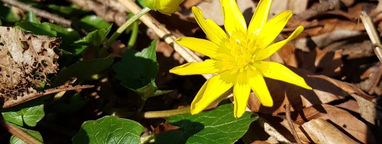 Scharkbockskraut (Ficaria verna)