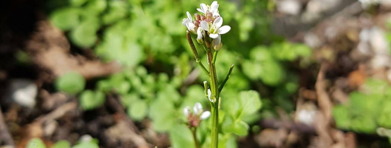 Schaumkraut - Behaartes (Cardamine hirsuta)