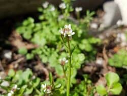 Schaumkraut - Behaartes (Cardamine hirsuta)