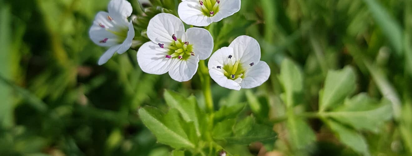 Schaumkraut - Bitteres (Cardamine amara)