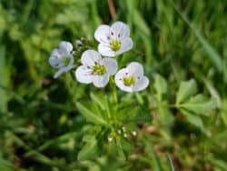 Schaumkraut - Bitteres (Cardamine amara)