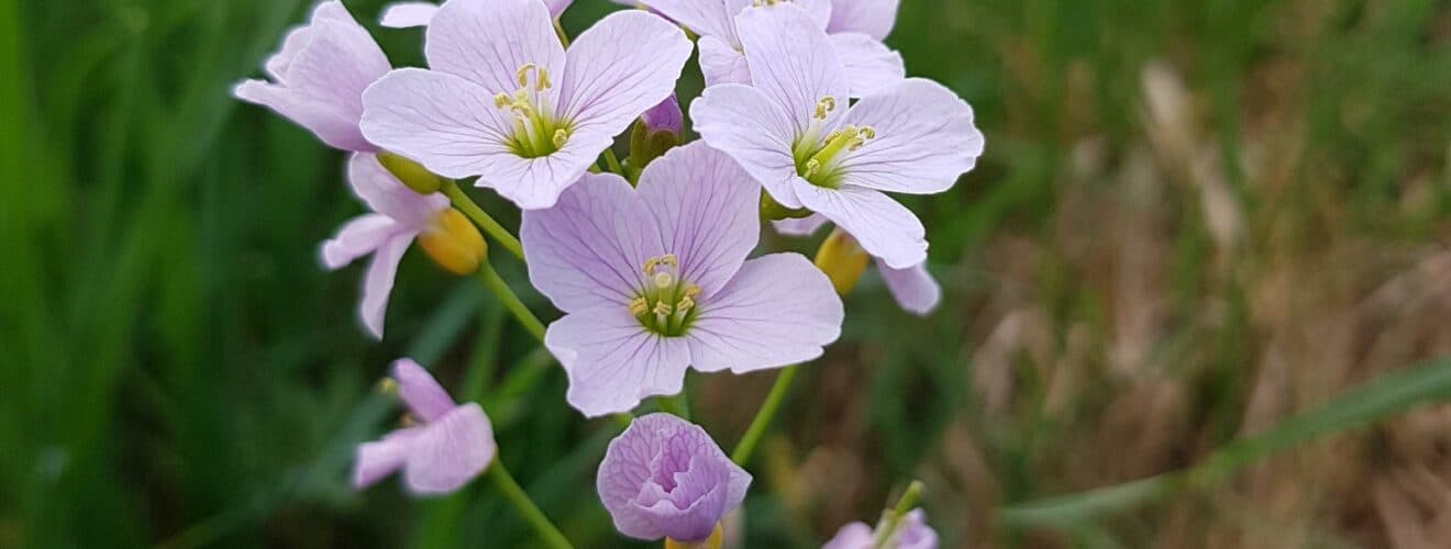 Schaumkraut - Wiesen (Cardamine pratensis)