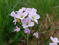 Schaumkraut - Wiesen (Cardamine pratensis)