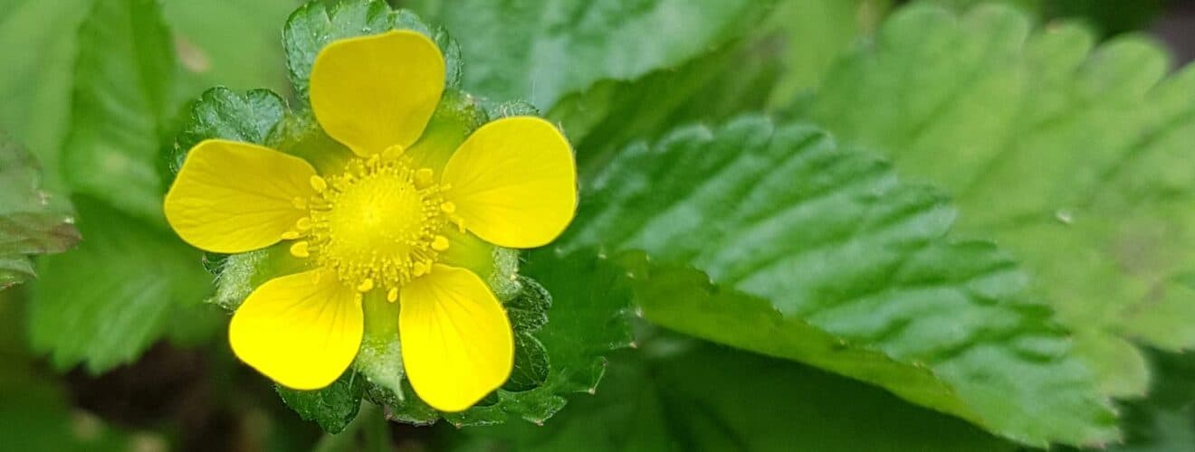 Scheinerdbeere - Indische (Duchesnea indica)