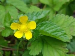 Scheinerdbeere - Indische (Duchesnea indica)