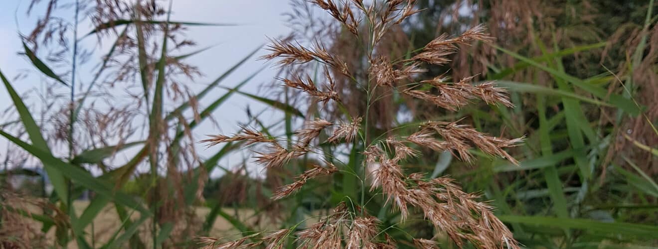 Schilfrohr (Phragmites australis)