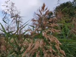 Schilfrohr (Phragmites australis)