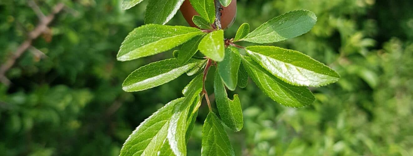 Schlehdorn / Schlehe (Prunus spinosa)