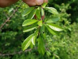 Schlehdorn / Schlehe (Prunus spinosa)