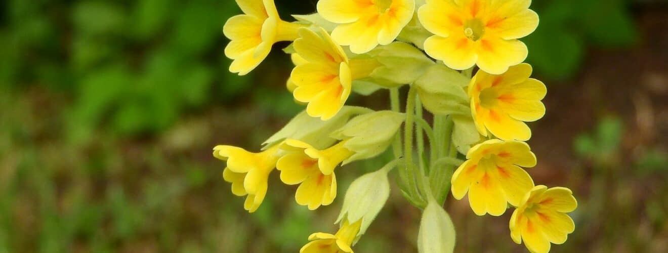 Schlüsselblume - Echte (Primula veris)