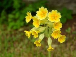 Schlüsselblume - Echte (Primula veris)