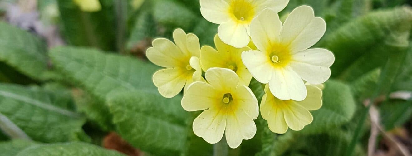 Schlüsselblume - Hohe (Primula elatior)