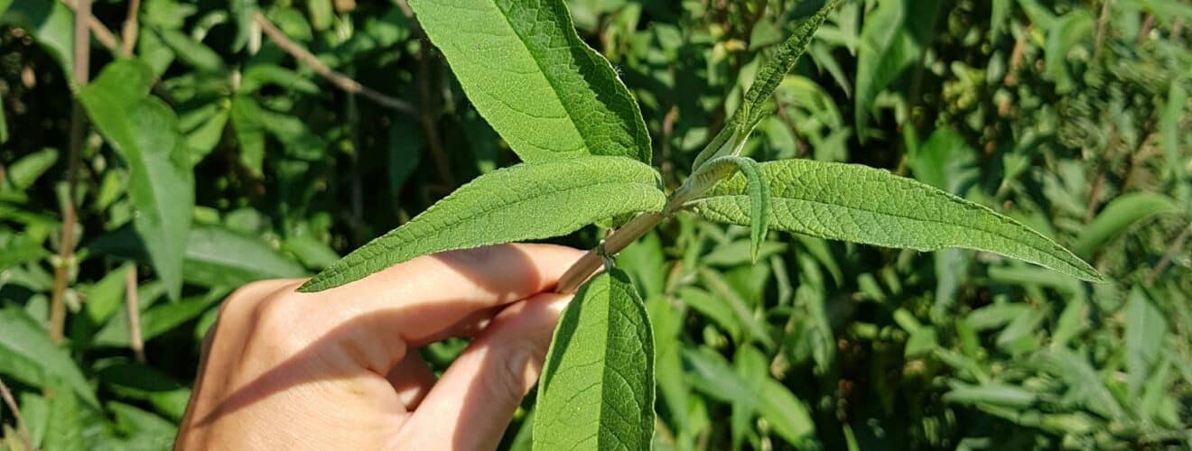 Schmetterlingsflieder (Buddleja davidii)